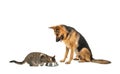 Adorable cat and dog near bowl of food Royalty Free Stock Photo