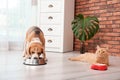 Adorable cat and dog near bowls at home Royalty Free Stock Photo