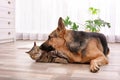 Adorable cat and dog resting at home. Animal friendship Royalty Free Stock Photo