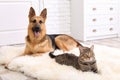 Adorable cat and dog resting together Royalty Free Stock Photo