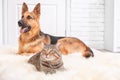 Adorable cat and dog resting together Royalty Free Stock Photo