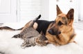 Adorable cat and dog resting together Royalty Free Stock Photo