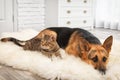 Adorable cat and dog resting together on fuzzy rug Royalty Free Stock Photo