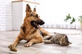 Adorable cat and dog resting together at home Royalty Free Stock Photo