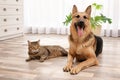 Adorable cat and dog resting together at home Royalty Free Stock Photo