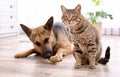 Adorable cat and dog resting together at home Royalty Free Stock Photo