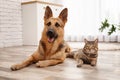 Adorable Cat And Dog Resting Together At Home