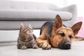 Adorable cat and dog resting together near sofa indoors. Royalty Free Stock Photo