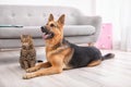 Adorable cat and dog resting together near sofa indoors. Royalty Free Stock Photo