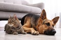 Adorable cat and dog resting together near sofa Royalty Free Stock Photo