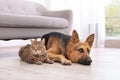 Adorable cat and dog resting together near sofa indoor Royalty Free Stock Photo