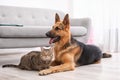 Adorable cat and dog resting together near sofa indoors Royalty Free Stock Photo