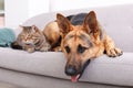 Adorable cat and dog resting together on sofa indoors Royalty Free Stock Photo