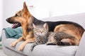 Adorable cat and dog resting together on sofa indoors. Royalty Free Stock Photo