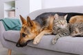 Adorable cat and dog resting together on sofa indoors Royalty Free Stock Photo