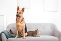 Adorable cat and dog resting together on sofa indoors Royalty Free Stock Photo