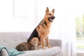 Adorable cat and dog resting together on sofa indoors Royalty Free Stock Photo