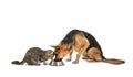 Adorable cat and dog sharing bowl of food