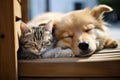 Adorable Cat dog sleeping. Generate Ai Royalty Free Stock Photo