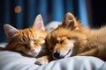 Adorable Cat and Dog Sleeping Together in a Cute and Peaceful Image with Copy Space for Text Royalty Free Stock Photo