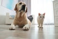 Adorable cat with dog together on floor. Friends forever Royalty Free Stock Photo