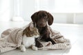 Adorable cat and dog together under plaid on floor indoors Royalty Free Stock Photo