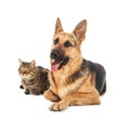 Cat and dog on white background. Animal friendship