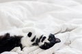 Adorable cat with funny emotion lying on bed in stylish sheets in morning light, pleasure moment. Funny kitty with green eyes