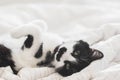 Adorable cat with funny emotion lying on bed in stylish sheets in morning light, pleasure moment. Funny kitty with green eyes