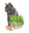 Adorable cat, glass bowls with fresh green grass and seeds on white background Royalty Free Stock Photo