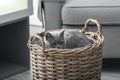 Adorable cat in hamper at home Royalty Free Stock Photo