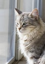 Silver grey kitten at the window, siberian breed female Royalty Free Stock Photo