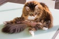 Adorable cat with long hair in relax, siberian purebred animal