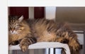 Adorable cat with long hair in relax, siberian purebred animal