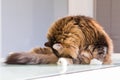 Adorable cat with long hair in relax, siberian purebred animal