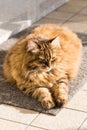 Adorable cat with long hair in relax, siberian purebred animal