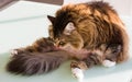 Adorable cat with long hair in relax, siberian purebred animal