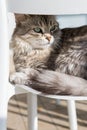 Adorable cat with long hair in relax, siberian purebred animal