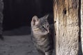 Adorable cat looks from around the corner of a wooden door. Sunny day Royalty Free Stock Photo