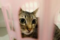 Adorable Cat lying in basket. Lovely cute kittens at Home.