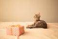 Adorable cat lying on cozy bed with gift boxes. Cute kitten relaxing. Winter holidays.