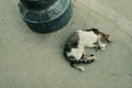 Adorable cat lying on the sidewalk