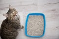 Adorable cat near litter tray indoors Royalty Free Stock Photo