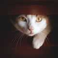 Adorable cat peeking out of a forniture