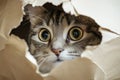 An adorable cat peeking through a torn hole of paper Royalty Free Stock Photo