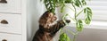 Adorable cat playing with house plant. Banner design
