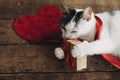 Adorable cat playing with red ribbon and gift box on rustic wood. Happy Valentines day. Love Royalty Free Stock Photo