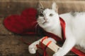 Adorable cat playing with red ribbon and gift box on rustic wood. Happy Valentines day. Love Royalty Free Stock Photo