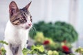 Adorable cat portrait from santorini, greece Royalty Free Stock Photo