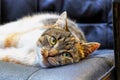 A adorable cat relaxing on the chair in living room after long day. A boring cat lying all day all night. So lazy animal